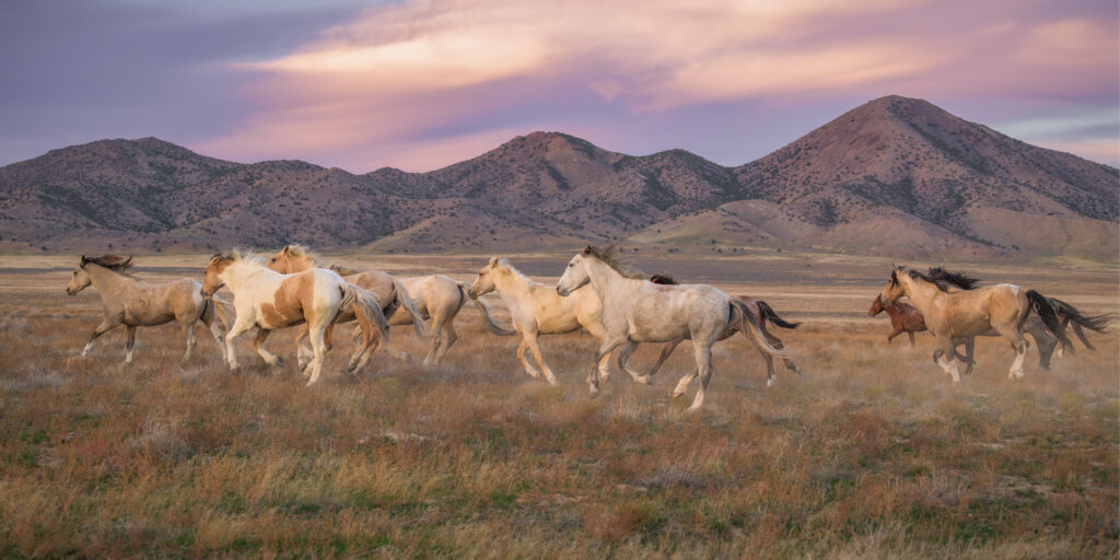 Onaqui Run At Sunset - fine art wildlife photography by Lisa Manifold captures a serene moment in time featuring a herd of wild horses at sunset. | Life+Style Magazine